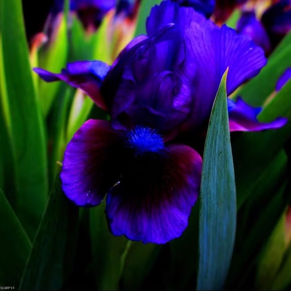 Meet your Posher, irisincorporated - Picture 15 of 16